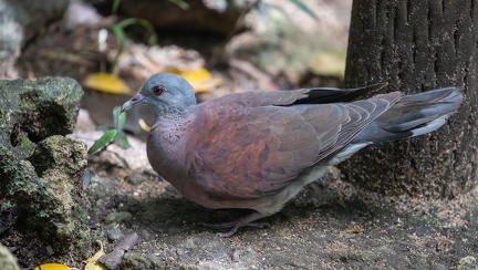 Pigeon de Madagascar Nesoenas picturatus - Malagasy Turtle Dove