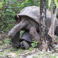 Tortue géante des Seychelles  Aldabrachelys gigantea