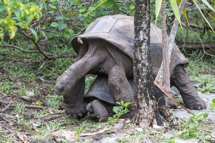 Tortue géante des Seychelles  Aldabrachelys gigantea