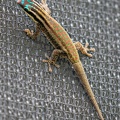 Gecko diurne orné de l'île Maurice  Phelsuma ornata