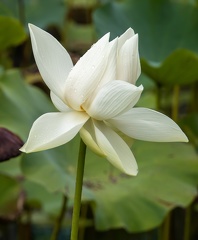 lotus blanc