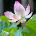 lotus rose