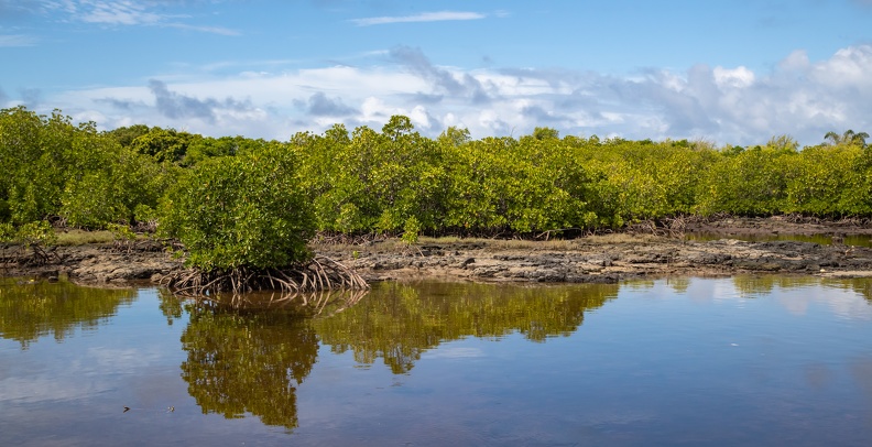 mangrove face à l'ile aux aigrettes