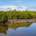 mangrove face à l'ile aux aigrettes