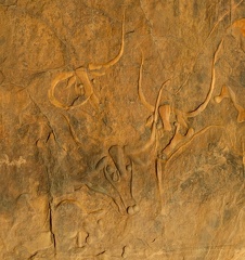 Tassili près de Djanet : gravures rupestres de la vache qui pleure (7000 ans)