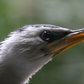 Cormoran pie Microcarbo melanoleucos - Little Pied Cormorant