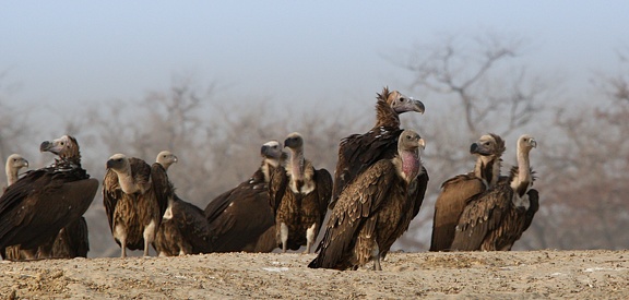 Vautour oricou Torgos tracheliotos - Lappet-faced Vulture et Vautour de Rüppell Gyps rueppelli - Rüppell's Vulture