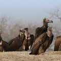 Vautour oricou Torgos tracheliotos - Lappet-faced Vulture et Vautour de Rüppell Gyps rueppelli - Rüppell's Vulture