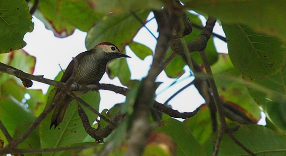 Pic or-olive - Colaptes rubiginosus Golden-olive Woodpecker