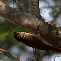Grimpar de Souleyet - Lepidocolaptes souleyetii Streak-headed Woodcreeper