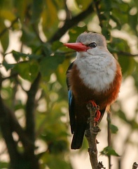 Martin-chasseur à tête grise Halcyon leucocephala - Grey-headed Kingfisher