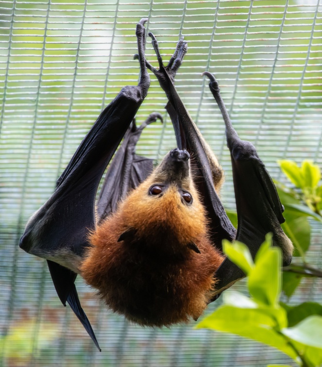 roussette noire, Pteropus niger