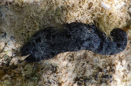 Holothuria leucospilota  Holothurie noire, Trépang à canaux blancs (concombre de mer)
