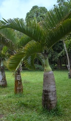 palmier bonbonne - Hyophorbe lagenicaulis