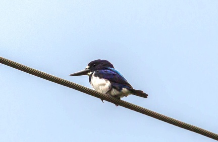 Martin-chasseur des Moluques Todiramphus diops - Blue-and-white Kingfisher