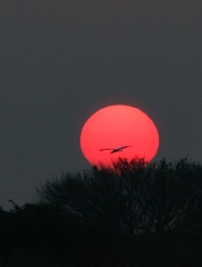 coucher de soleil au pantanal