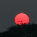 coucher de soleil au pantanal