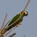 Ara à collier jaune Primolius auricollis - Golden-collared Macaw