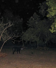 tapir terrestre - tapir du brésil (Tapirus terrestris)