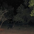 tapir terrestre - tapir du brésil (Tapirus terrestris)