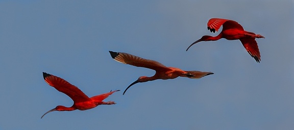 Ibis rouge Eudocimus ruber - Scarlet Ibis