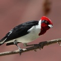  Paroare rougecap Paroaria gularis - Red-capped Cardinal