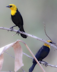 Carouge à capuchon Chrysomus icterocephalus - Yellow-hooded Blackbird