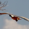Héron flûte-du-soleil Syrigma sibilatrix - Whistling Heron