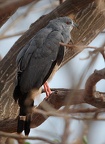 Buse échasse Geranospiza caerulescens - Crane Hawk