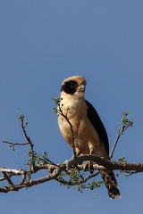 Macagua rieur Herpetotheres cachinnans - Laughing Falcon