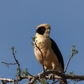 Macagua rieur Herpetotheres cachinnans - Laughing Falcon