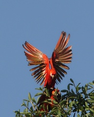 Ara rouge Ara macao - Scarlet Macaw 