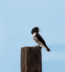 Grand Langrayen Artamus maximus - Great Woodswallow