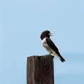 Grand Langrayen Artamus maximus - Great Woodswallow