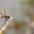  libellule : Brachymesia herbida femelle