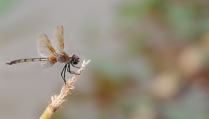  libellule : Brachymesia herbida femelle