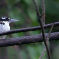 Sombre Kingfisher Todiramphus funebris - Martin-chasseur funèbre (femelle)