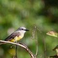 Tyran mélancolique Tyrannus melancholicus - Tropical Kingbird