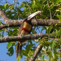  Araçari à oreillons roux Pteroglossus castanotis - Chestnut-eared Aracari