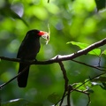 barbacou unicolore - black fronted numbird (monasa nigrifrons)