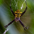 araignée argiope modesta