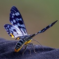 Four O'clock Moth (Dysphania fenestrata)