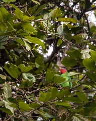 Perruche de Geoffroy Geoffroyus geoffroyi - Red-cheeked Parrot