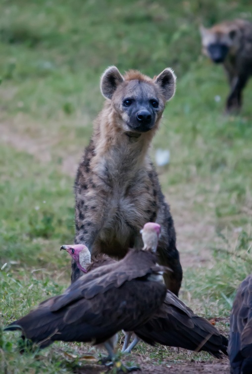 Vautour charognard Necrosyrtes monachus - Hooded Vultur et Hyène tachetée, Crocuta crocuta