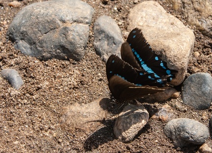 Papilio nireus , le machaon à bandes vertes , le machaon bleu à bandes étroites , le machaon à bandes bleues africaines 