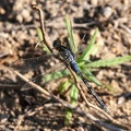 libellule : Pachydiplax longipennis