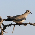 Tourterelle masquée Oena capensis - Namaqua Dove