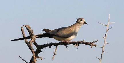 Tourterelle masquée Oena capensis - Namaqua Dove