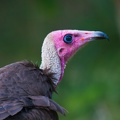 Vautour charognard Necrosyrtes monachus - Hooded Vultur