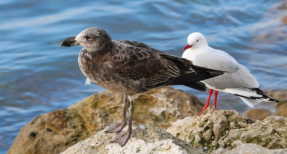 Goéland austral Larus pacificus - Pacific Gull et Mouette argentée Chroicocephalus novaehollandiae - Silver Gull